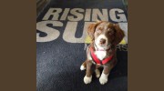 Rising Sun Motors II